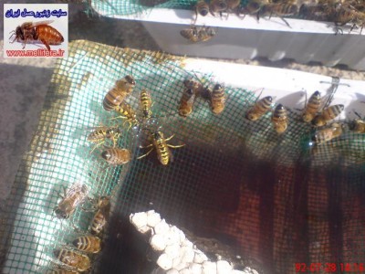 زندگي مسالمت اميز و غير مسالمت اميز زنبوران زرد با زنبوران عسل