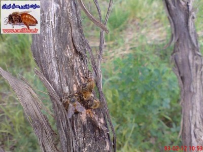 تصاوير تامين آب يا برداشت مواد قندي توسط زنبورعسل از مو و درخت گردو