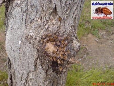 تصاوير تامين آب يا برداشت مواد قندي توسط زنبورعسل از مو و درخت گردو