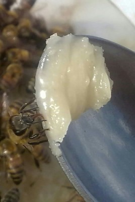 ظرف رو بالای تجمع زنبورا گذاشتم ، رطوبت وگرمای زنبورا ببنید چه جوری کرده خمیر رو ،