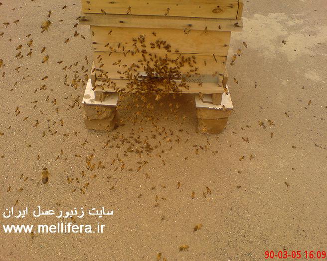 شلوغی جلو کندو