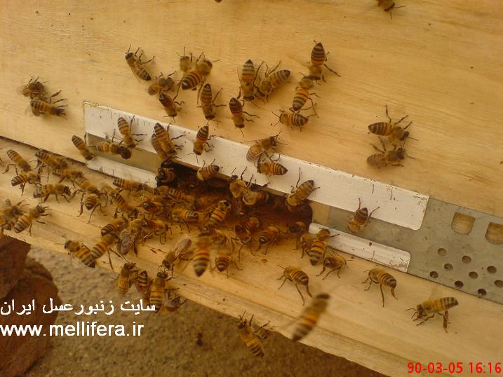 شلوغی جلو کندو