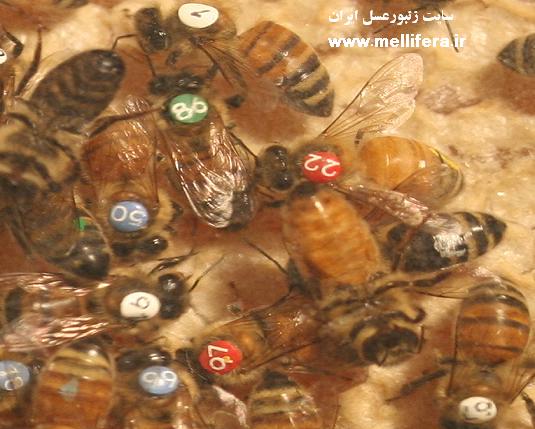 رکوردگیری عمر زنبوران