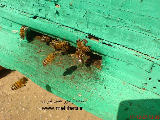 طریقه همبویی زنبوران برای ورود
