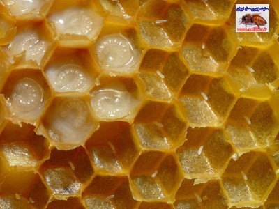 تصاوير مراحل مختلف لاروي و تخمي در زنبورعسل